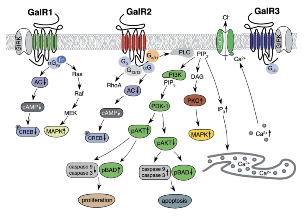 Galanin receptor signaling pathways